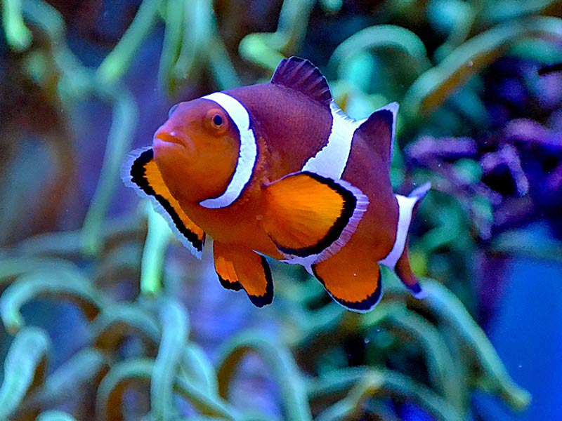 Marine Fish Tatsfield