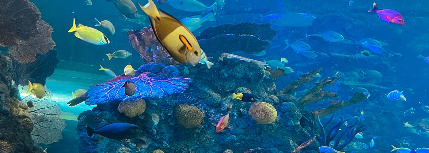 Marine Fish Tatsfield